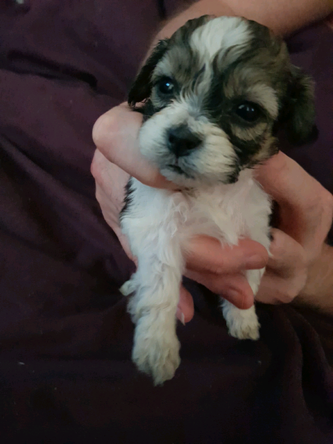 gumtree teddy bear puppies